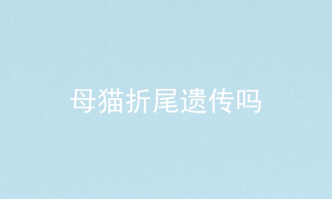 母猫折尾遗传吗