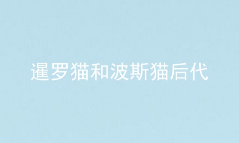 暹罗猫和波斯猫后代