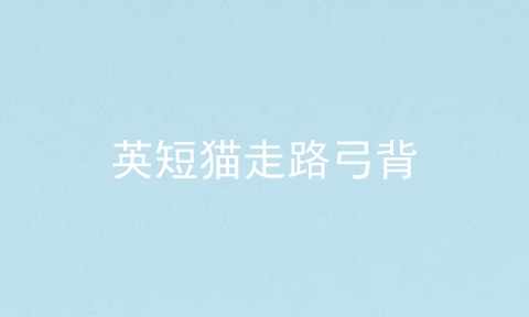 英短猫走路弓背
