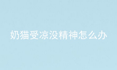 奶猫受凉没精神怎么办
