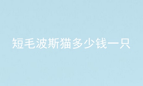 短毛波斯猫多少钱一只