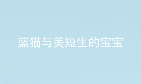 蓝猫与美短生的宝宝