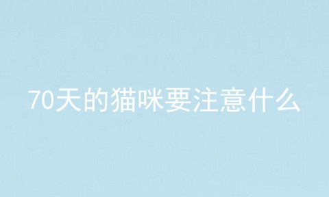 70天的猫咪要注意什么