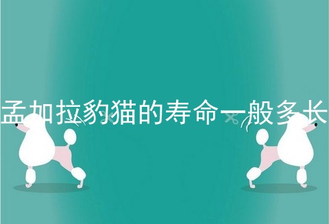 孟加拉豹猫的寿命一般多长