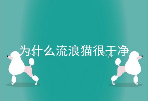 为什么流浪猫很干净