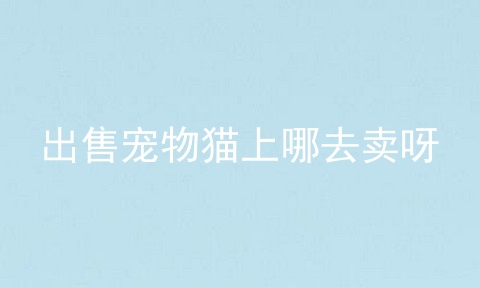 出售宠物猫上哪去卖呀