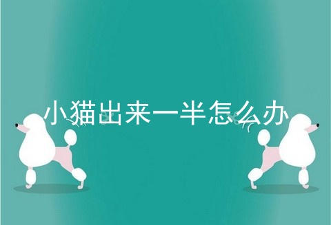 小猫出来一半怎么办