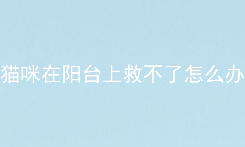 猫咪在阳台上救不了怎么办
