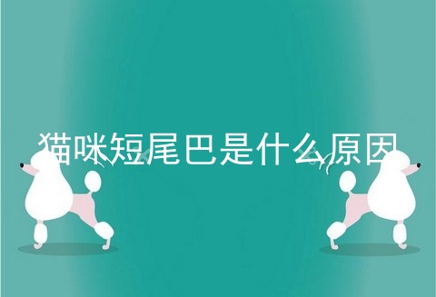 猫咪短尾巴是什么原因