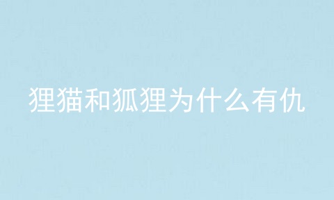 狸猫和狐狸为什么有仇