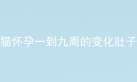 猫怀孕一到九周的变化肚子