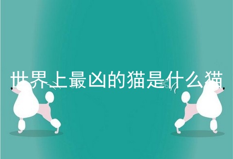 世界上最凶的猫是什么猫