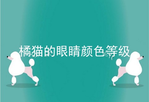 橘猫的眼睛颜色等级