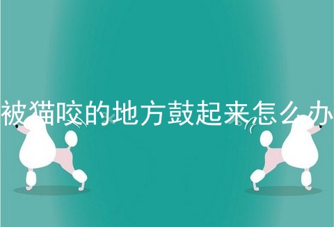 被猫咬的地方鼓起来怎么办