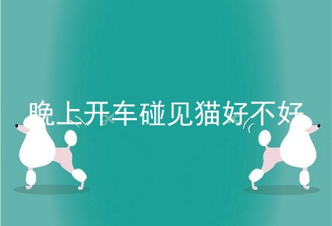晚上开车碰见猫好不好