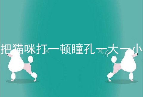 把猫咪打一顿瞳孔一大一小