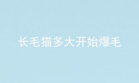 长毛猫多大开始爆毛