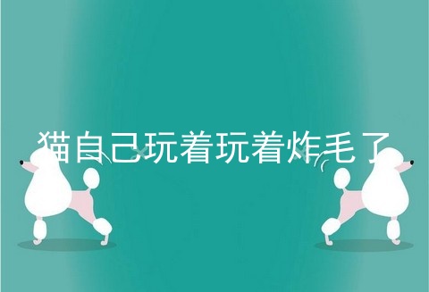 猫自己玩着玩着炸毛了