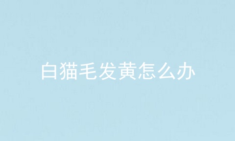 白猫毛发黄怎么办