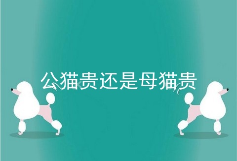 公猫贵还是母猫贵