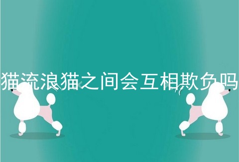 猫流浪猫之间会互相欺负吗