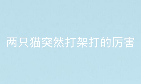 两只猫突然打架打的厉害