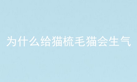为什么给猫梳毛猫会生气