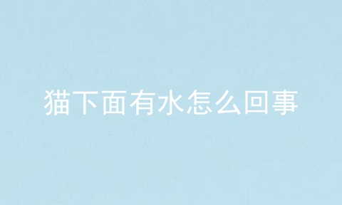 猫下面有水怎么回事