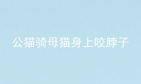公猫骑母猫身上咬脖子
