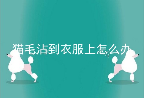猫毛沾到衣服上怎么办