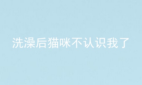 洗澡后猫咪不认识我了