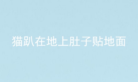 猫趴在地上肚子贴地面