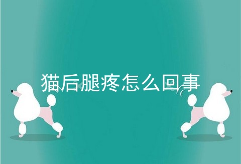猫后腿疼怎么回事