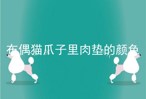 布偶猫爪子里肉垫的颜色