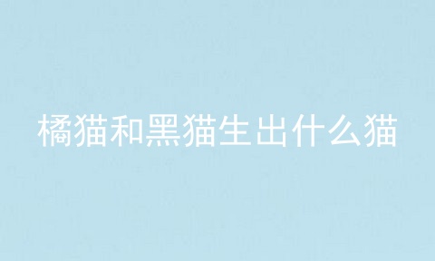 橘猫和黑猫生出什么猫