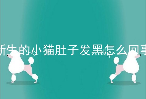 新生的小猫肚子发黑怎么回事