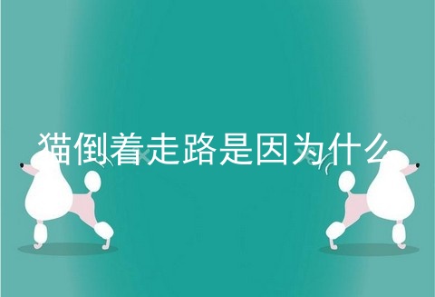 猫倒着走路是因为什么