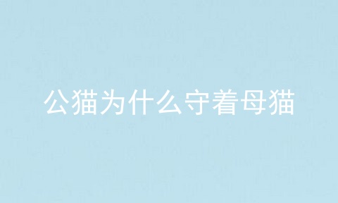 公猫为什么守着母猫