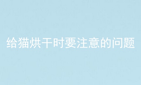 给猫烘干时要注意的问题