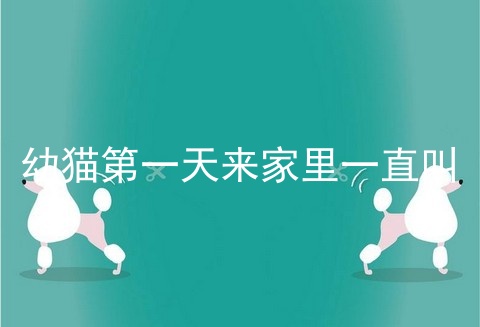 幼猫第一天来家里一直叫