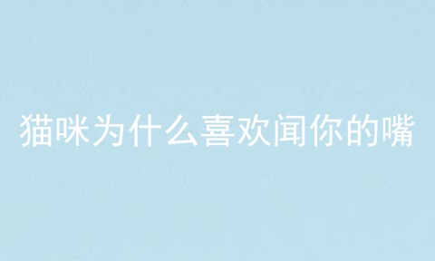 猫咪为什么喜欢闻你的嘴