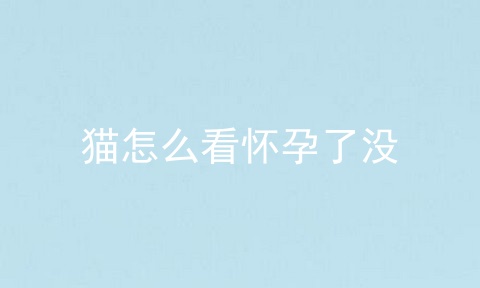 猫怎么看怀孕了没