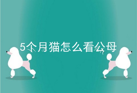 5个月猫怎么看公母