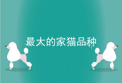 最大的家猫品种