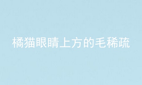 橘猫眼睛上方的毛稀疏