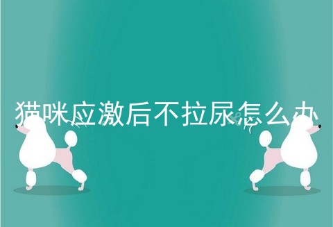 猫咪应激后不拉尿怎么办