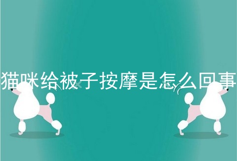 猫咪给被子按摩是怎么回事