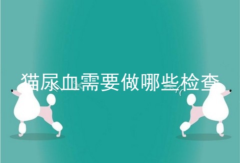 猫尿血需要做哪些检查