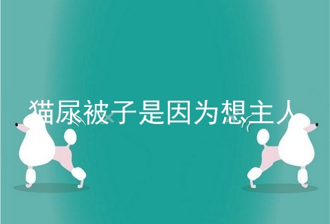 猫尿被子是因为想主人