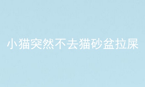 小猫突然不去猫砂盆拉屎